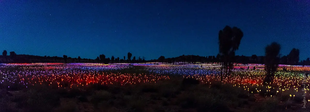 The Field of Light spread across the desert at night