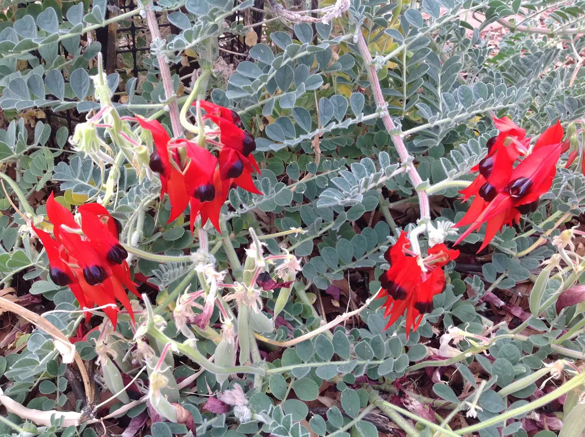 Sturt's desert pea flowering near Yulara