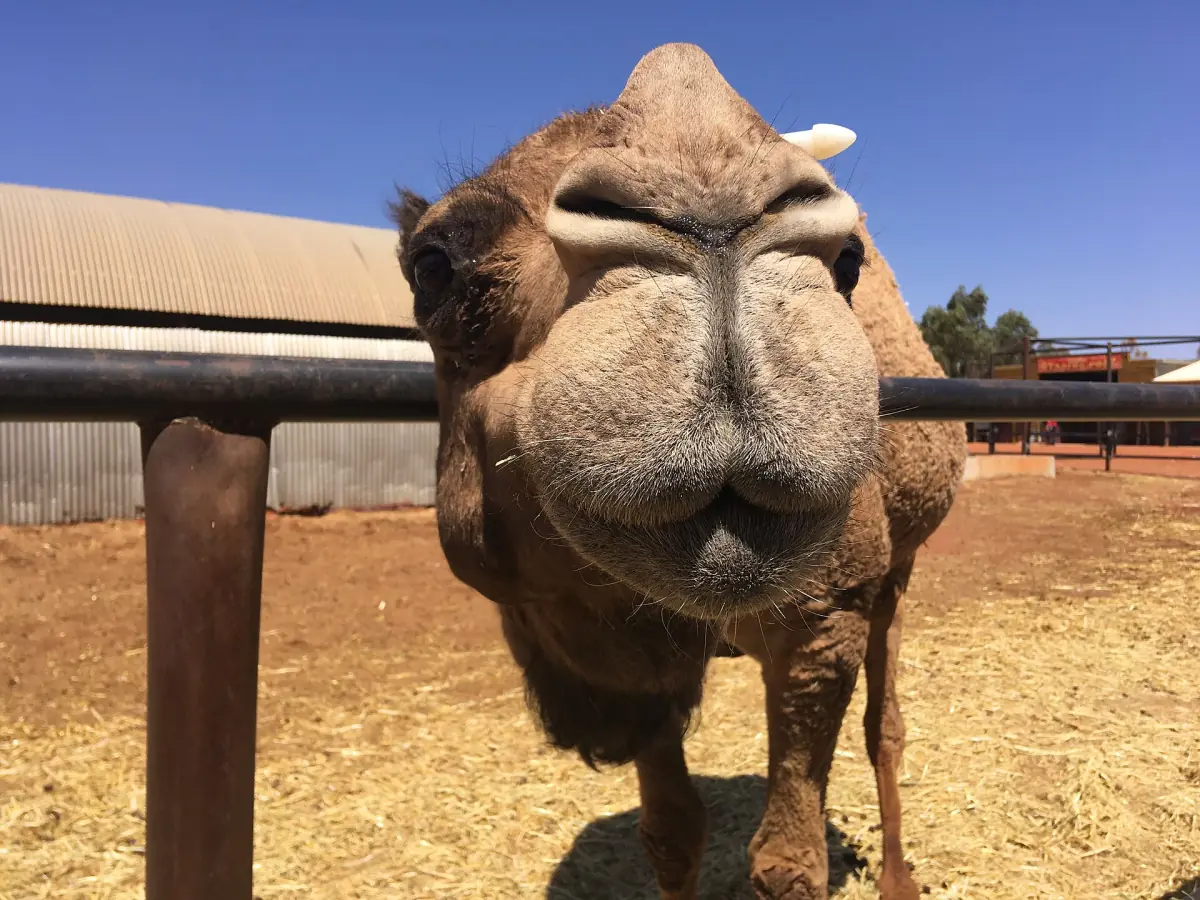 A camel at the camel farm